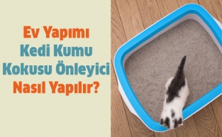Ev Yapımı Kedi Kumu Kokusu Önleyici Nasıl Yapılır?