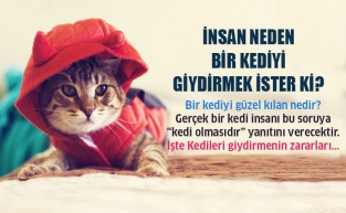 Kedileri Giydirmek Neden Zararlı?