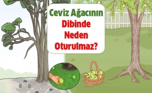 Ceviz Ağacının Dibinde Neden Oturulmaz?