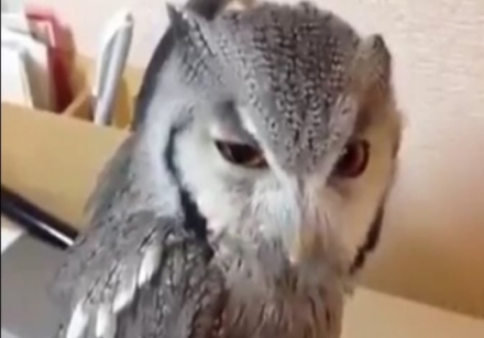 Baykuşun İnsan sesi ile heyyy seslenişi...