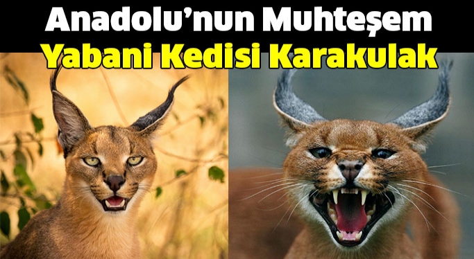 Anadolu’nun Muhteşem Yabani Kedisi Karakulak